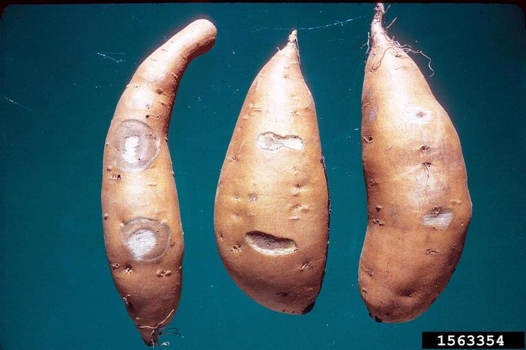 Fusariotoxicosis in food animals