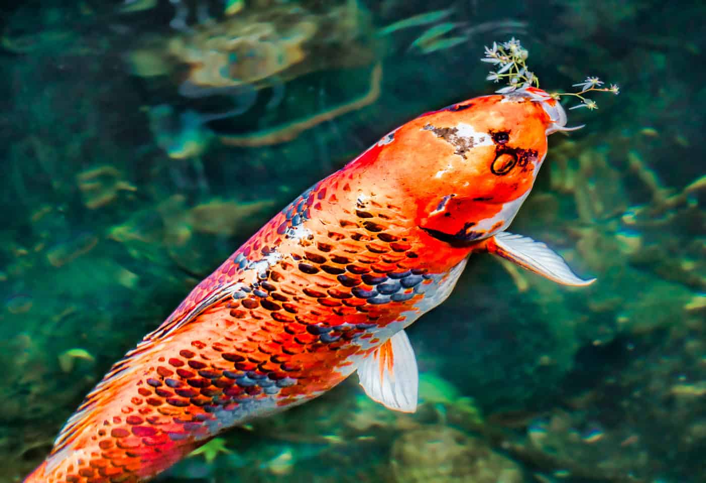 Koi food