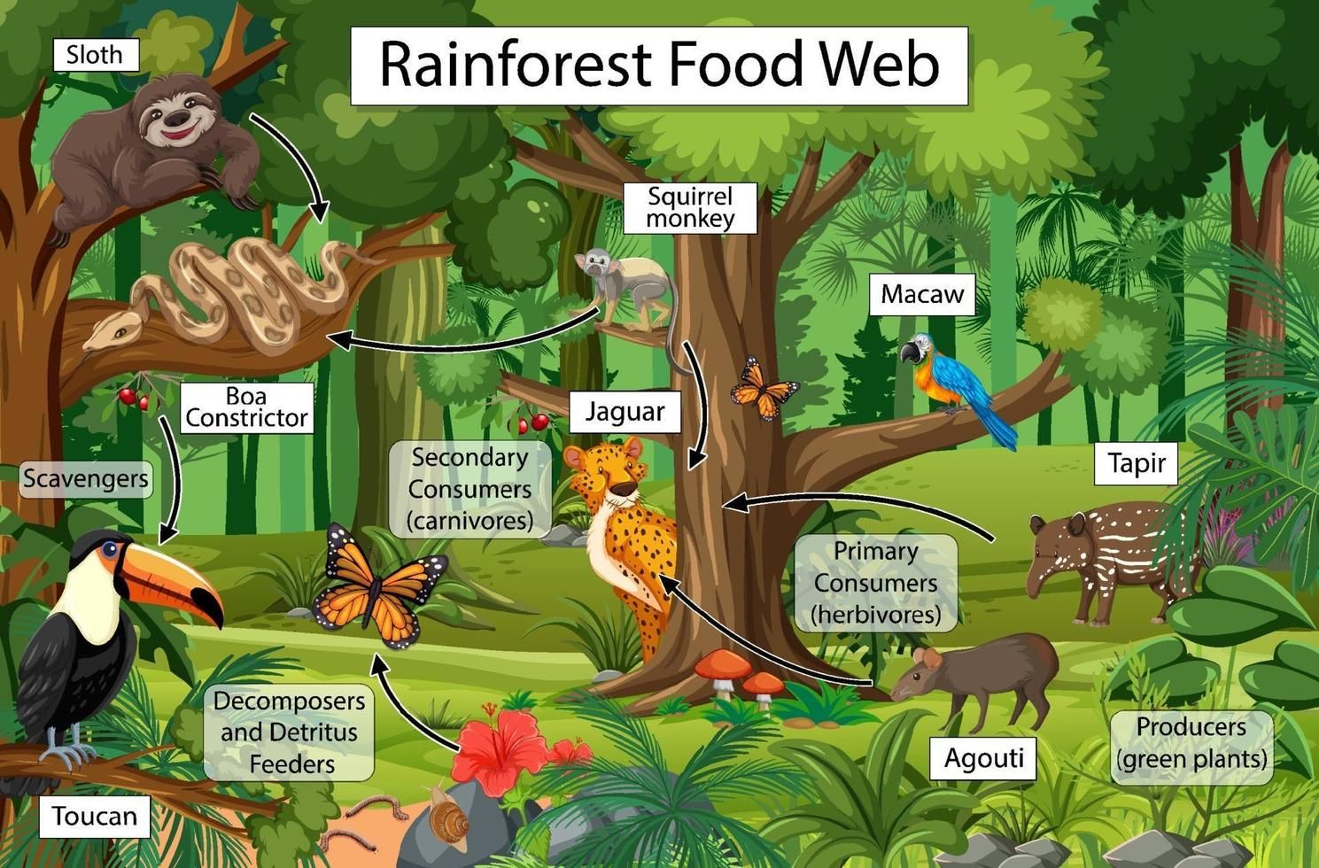 Rainforest food web