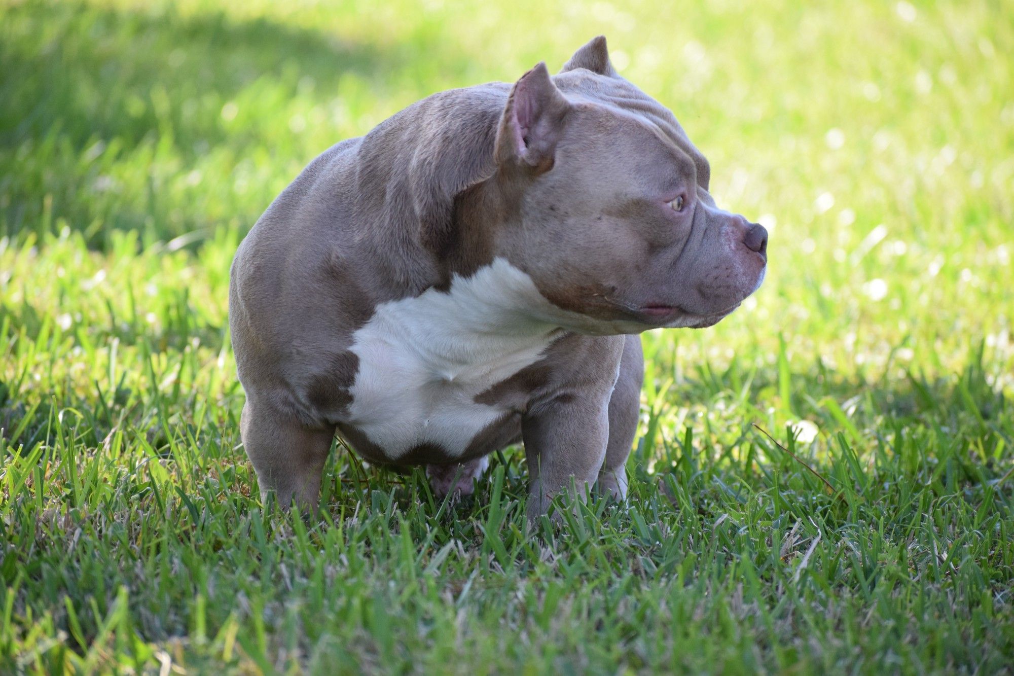 Bully american puppy feed old