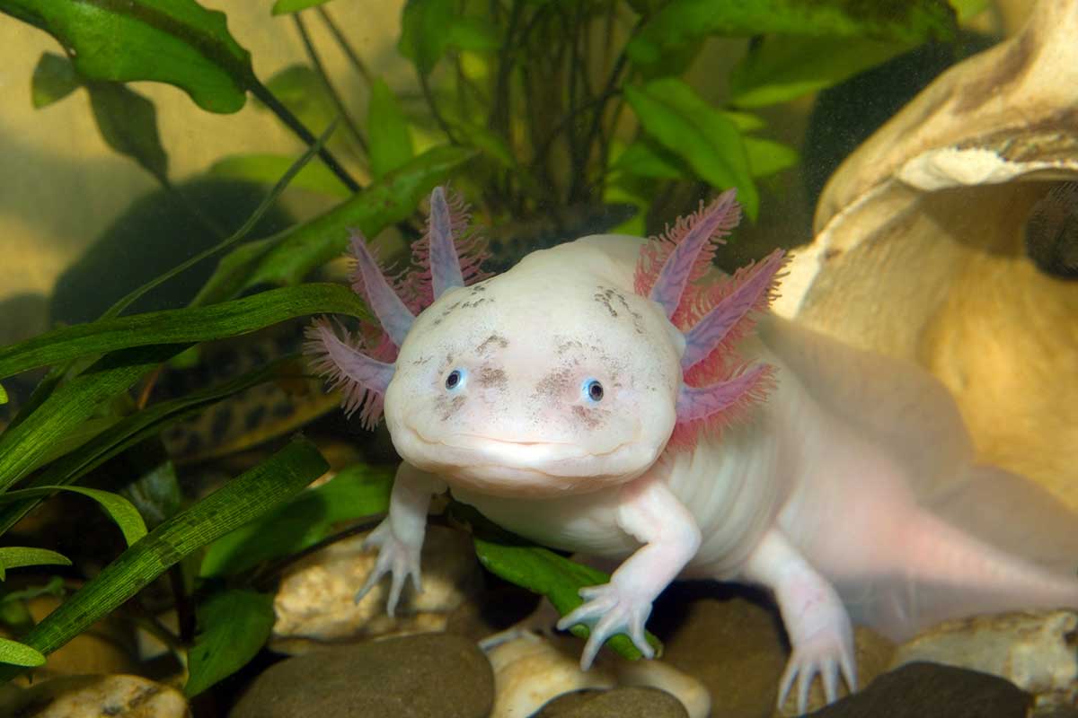 Axolotl food