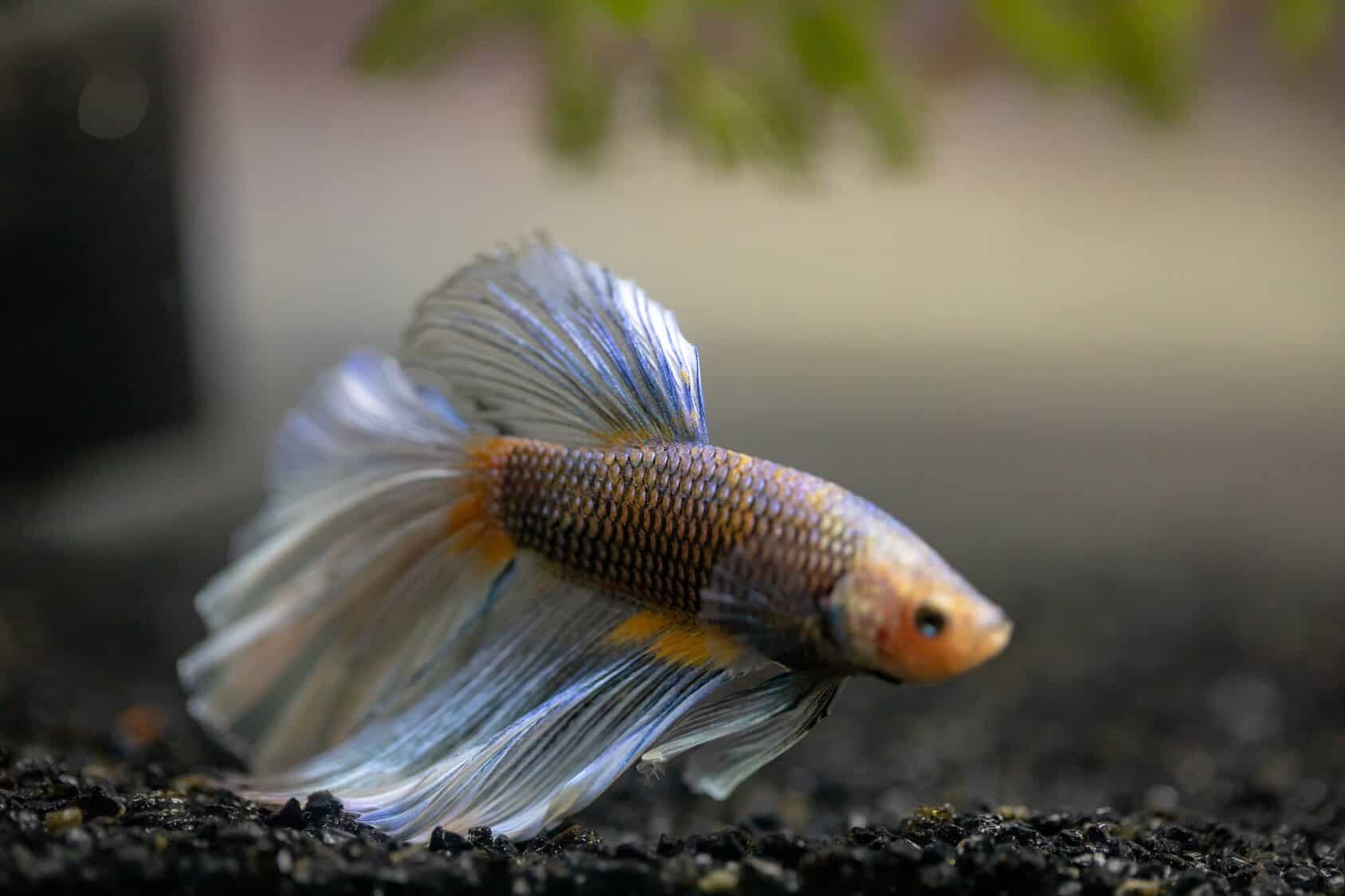 Betta food dried freeze pick top diet provide