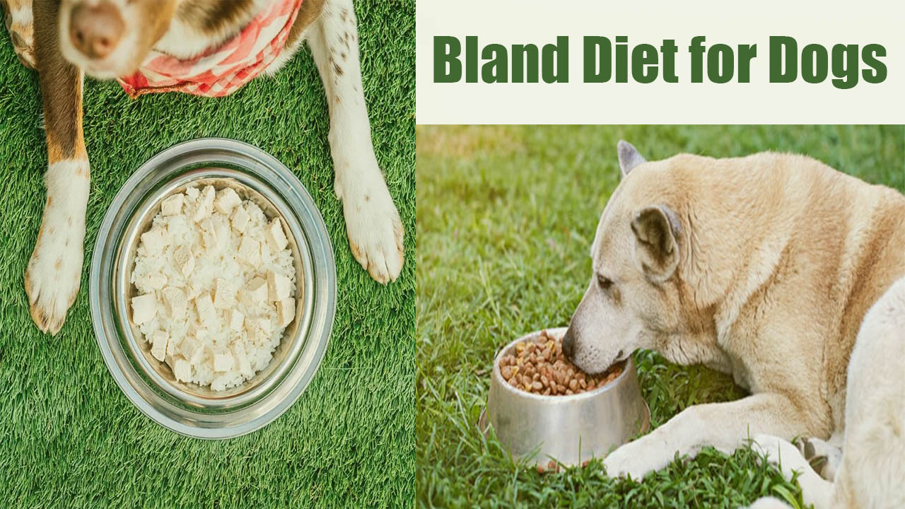 Dogs bland diet recipes stomach upset dog pet taste buds stomachs sensitive homemade pethelpful interesting facts feeders owners