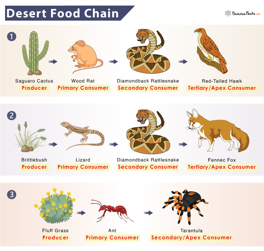 Desert food chains