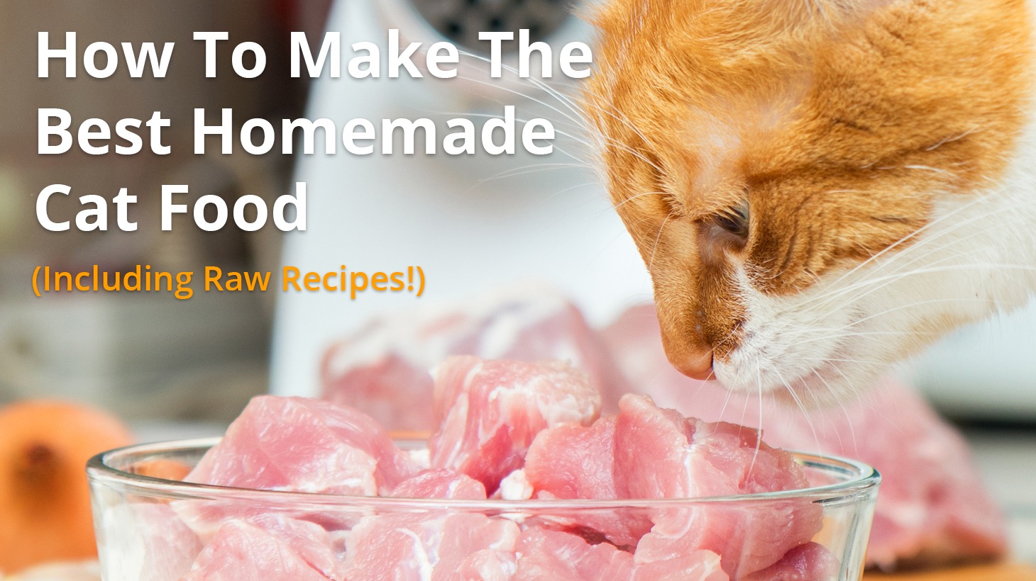 Homemade cat food recipes