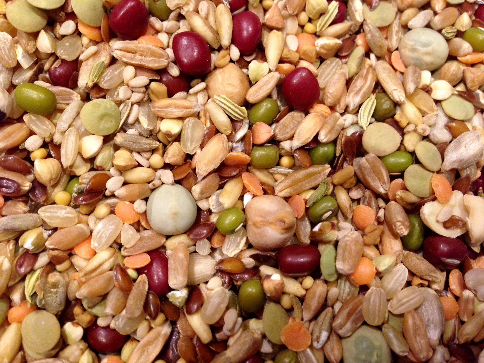 Parakeet bird food