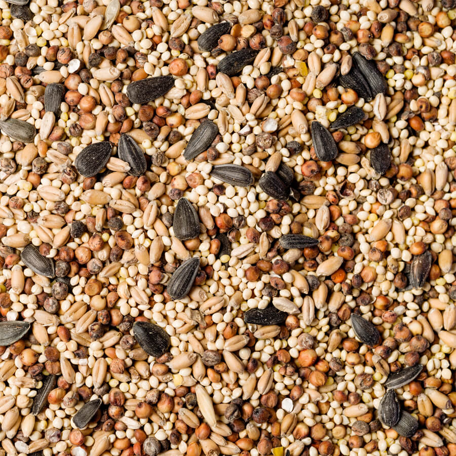 Wild bird food