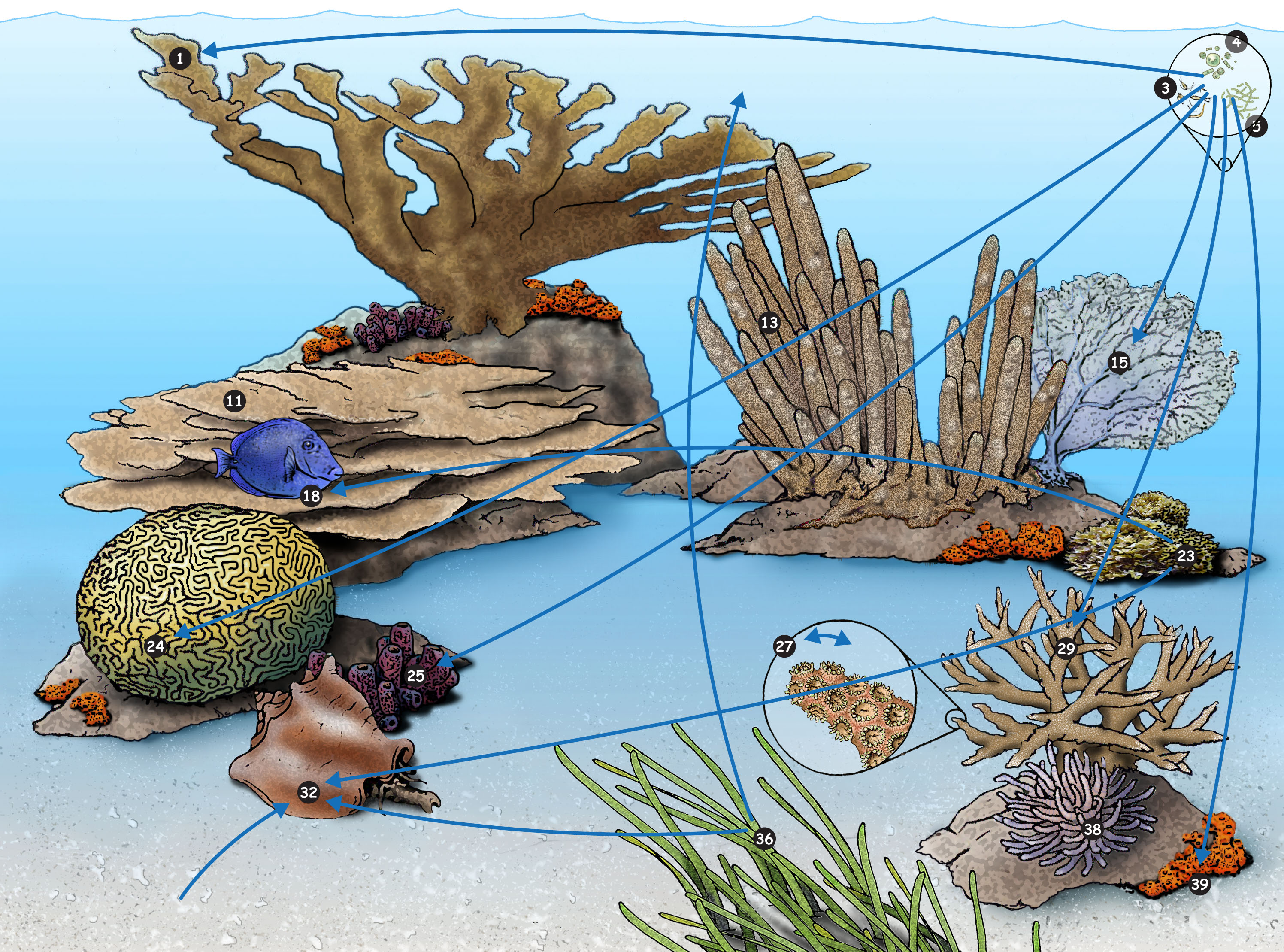 Coral reef food web