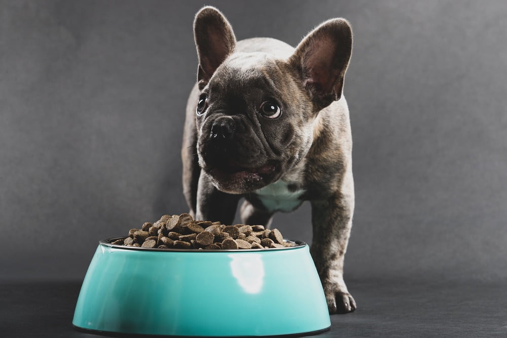 Food french bulldog