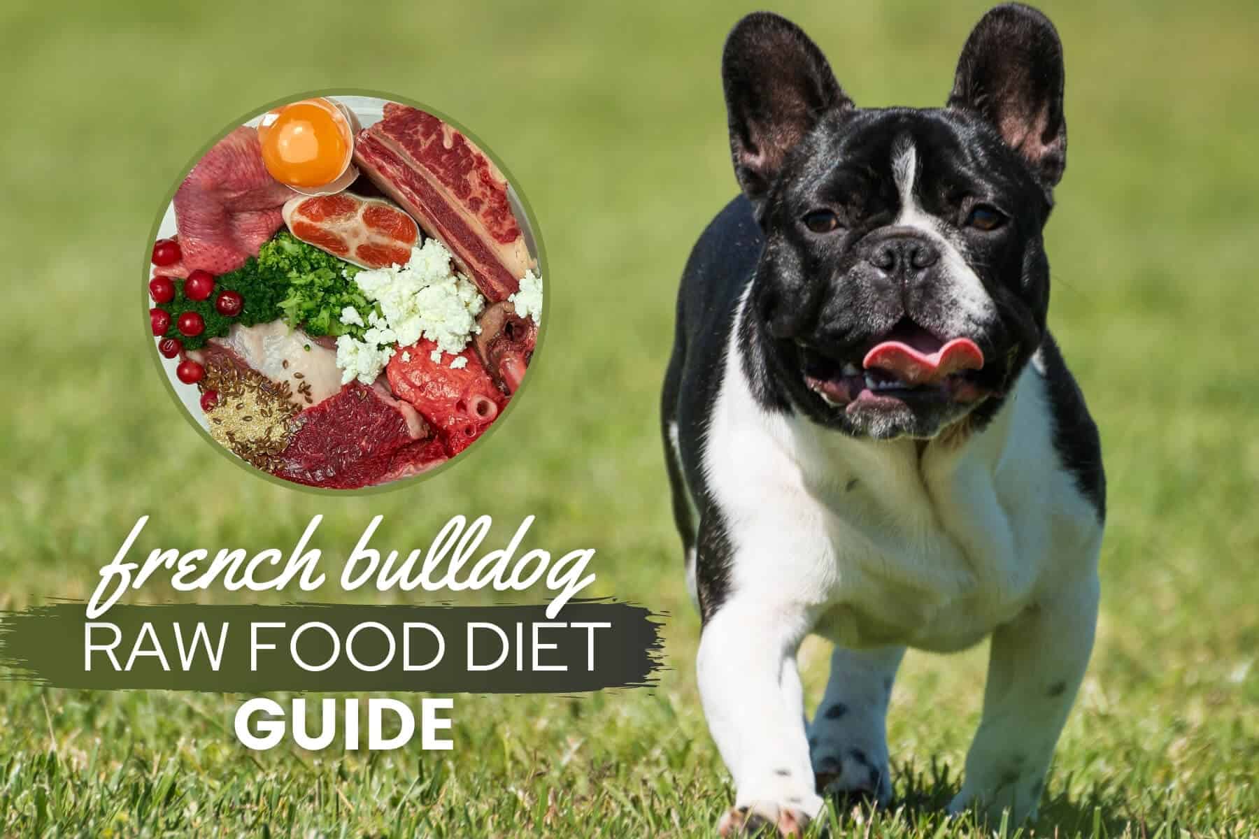 French bulldog food