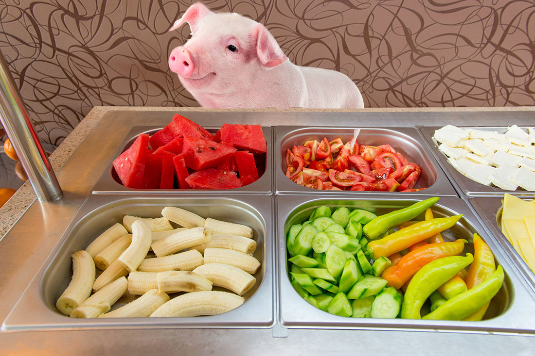 Pig food