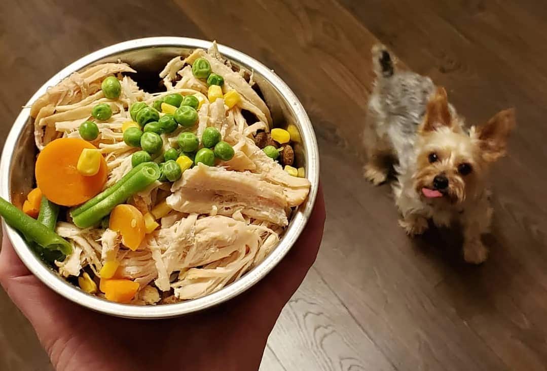 Food for yorkies